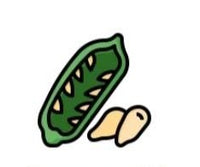 Sesame Oil