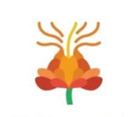Safflower Oil