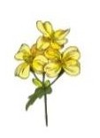 Mustard Oil